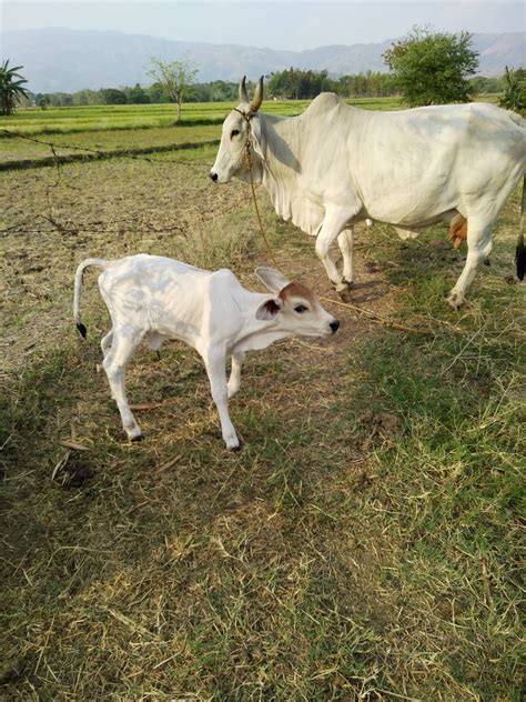 cattle for sale in philippines.